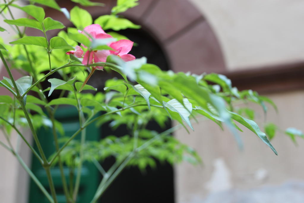 Abaco Bed & Breakfast Rzym Zewnętrze zdjęcie